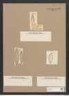 Navicula palpebralis var. angulosa (Greg.) V.H. (de-Toni-Nr.: Genus 1, Species 409) Zeichnungen Sammlung Grunow Nr. 916 (NHMW-BOT-W0367392)